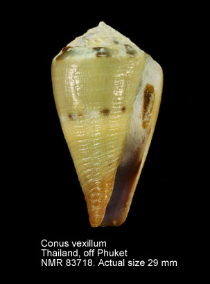 Conus vexillum (2).jpg - Conus vexillum Gmelin,1791